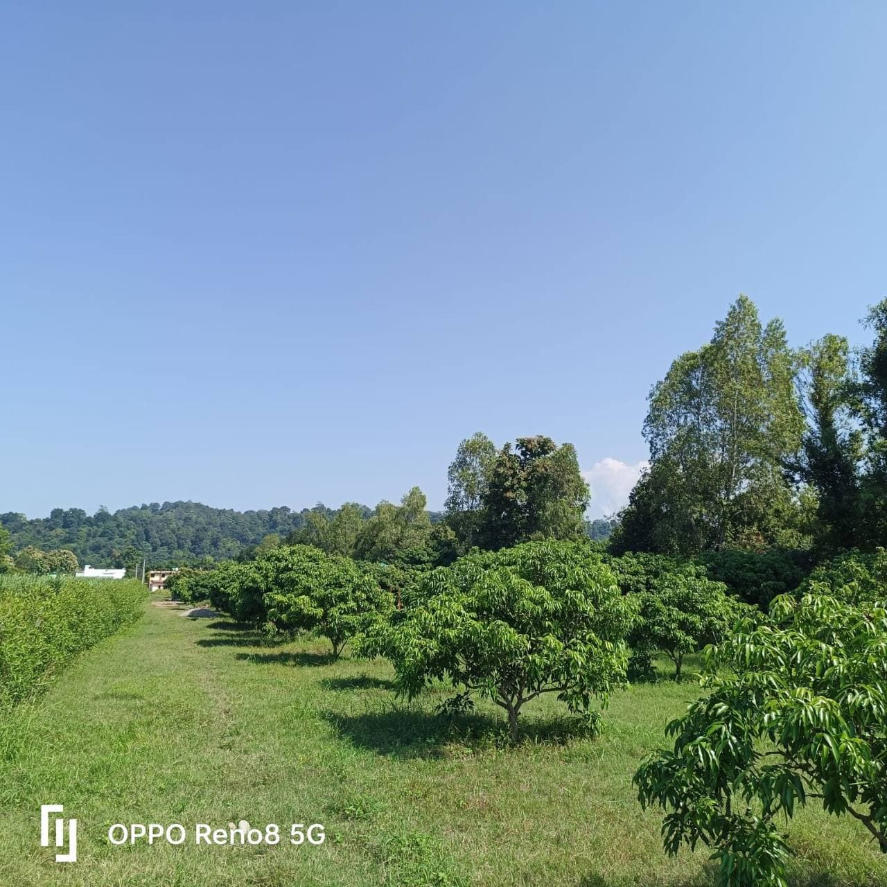 Rows of fruit trees in a green orchard near Kaniya.