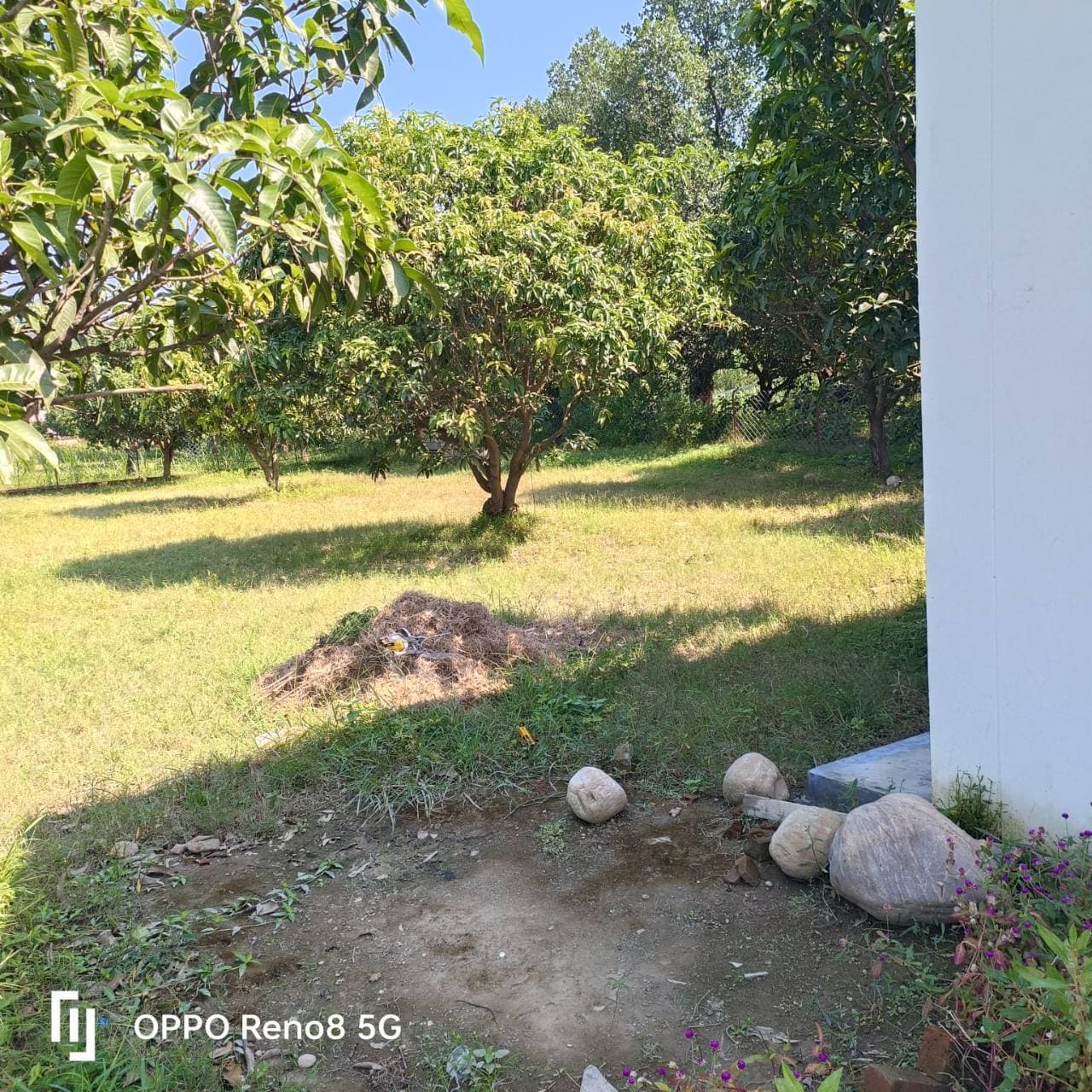 A garden area with fruit trees beside a building.